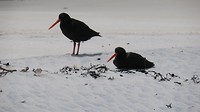 black oystercatcher
