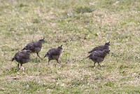 familie kwartel