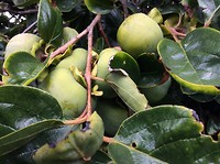 kaki fruit