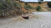 swing