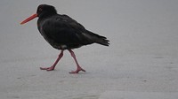 black oyster catcher