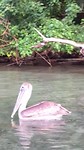 Pelikaan