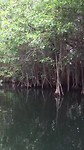 Mangroves