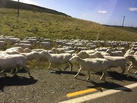 Schapen