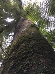 Gigantische palm