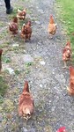 Chooks at Ron’s