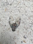 Cicade