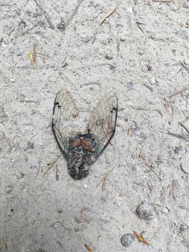 Cicade
