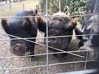 Pigs