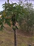 cacao?