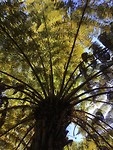 Varenpalm