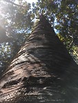 Kauri boom