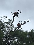 Parekeets