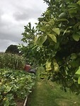 Moestuin