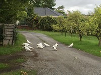 Sulphur crested cuckatoos