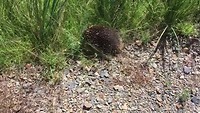 Echidna