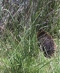 Echidna