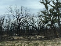 Verbrand en groen