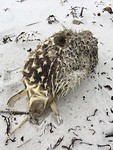 Strandvondst, pufferfish?