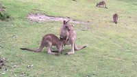 Grijze kangoeroe met joey