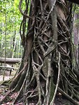Strangler fig