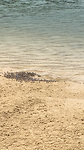 Legertje soldier crabs
