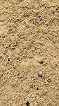 Soldier crab