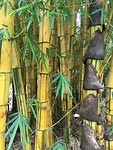 Bamboe