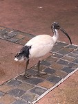 Ibis