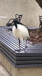 Ibis