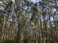 Kauri bos