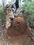 Bull ants