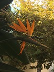 Paradijsvogelbloem