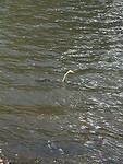 Australasian Darter/ Australische slangenhalsvogel