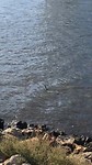 Australische slangenhalsvogel