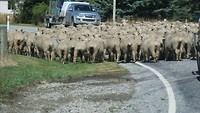 merino schapen