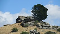 rocks