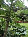 papaya