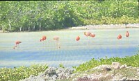 flamingo’s