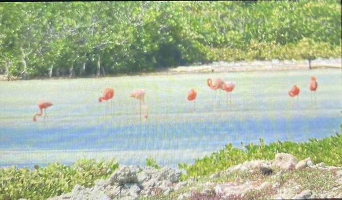 flamingo’s