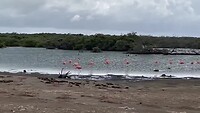 Flamingo’s bij mangroves
