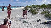 Leguaan op Klein Bonaire
