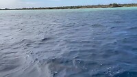 Dolfijnen volgen de watertaxi