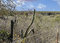 Wandelpad