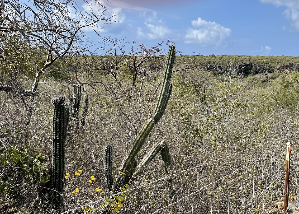 Wandelpad