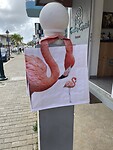 Flamingo