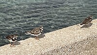 Strandlopertjes