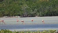 flamingo's