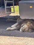 Leeuw slaapt onder vrachtauto