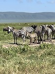 Zebra’s